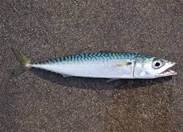 Blue or chub mackerel