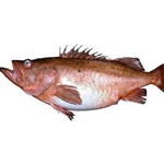  Bocaccio Rockfish