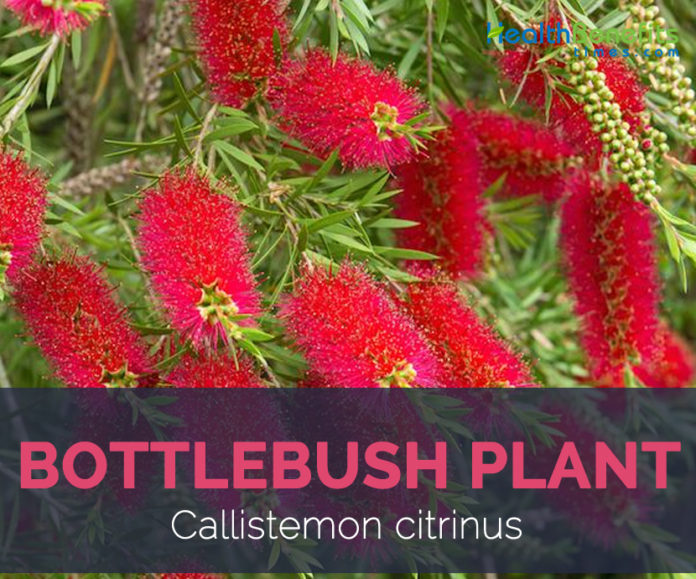 Bottlebrush facts and health benefits