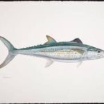 Cero or Painted mackerel