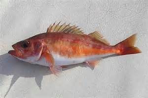 Chili pepper Rockfish