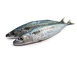 Chub mackerel