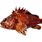 Gopher Rockfish