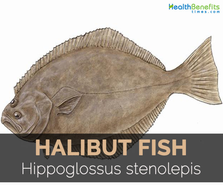 Halibut fish Facts, Health Benefits and Nutritional Value