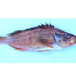 Harlequin Rockfish