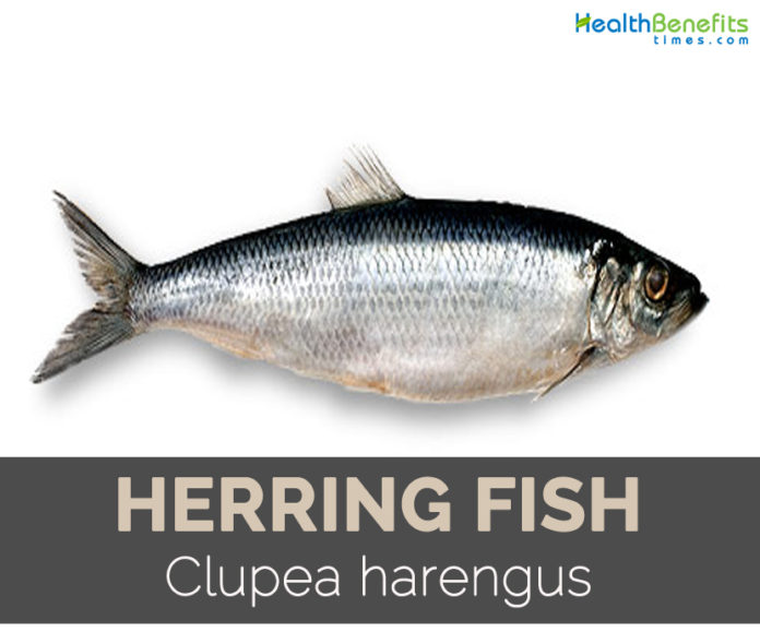 Herring fish Facts, Health Benefits and Nutritional Value