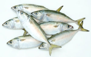 Indian mackerel