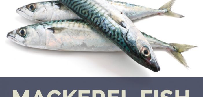 Mackerel fish health benefits and facts