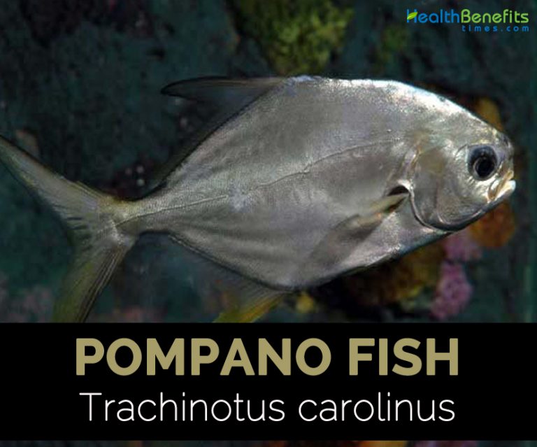 Pompano fish facts and health benefits