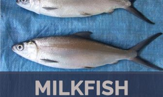 Milkfish facts