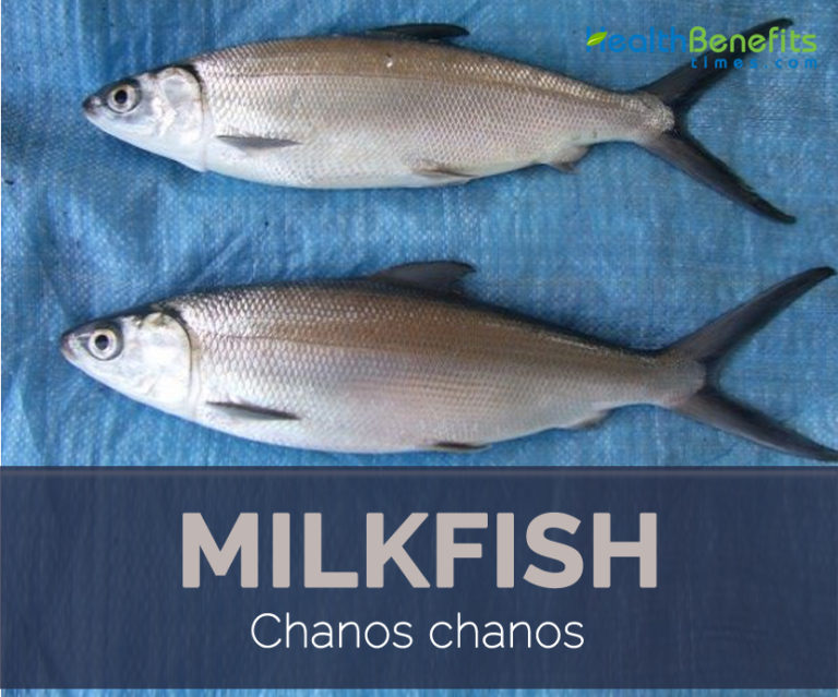 Milkfish facts and health benefits