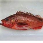 Northern Rockfish