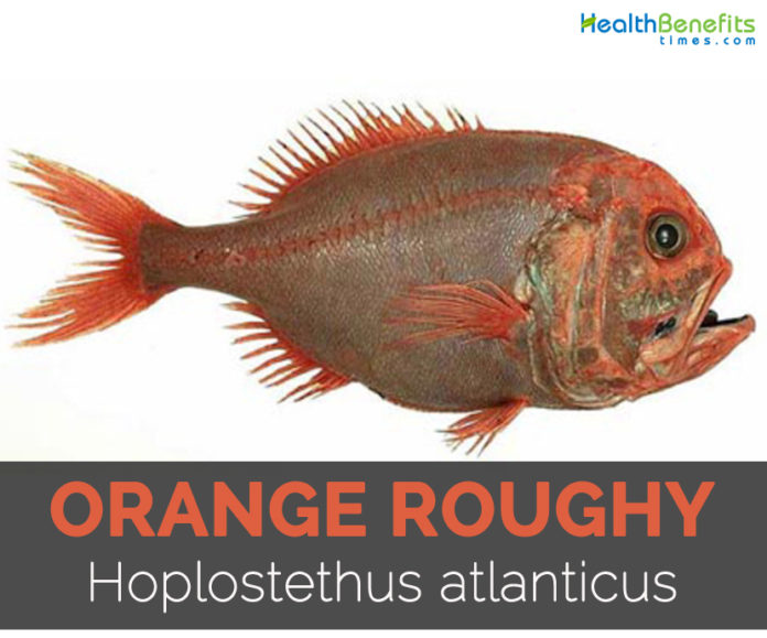 Orange roughy Facts, Health Benefits and Nutritional Value