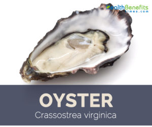 Oyster facts and health benefits