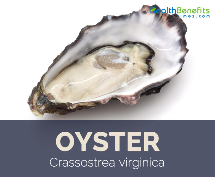 Oyster facts and health benefits
