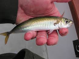 Pacific Jack mackerel