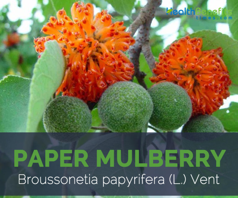 Paper mulberry facts and health benefits