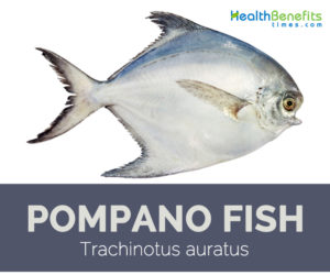 Pompano fish facts and nutritional info