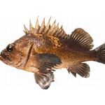  Quillback Rockfish