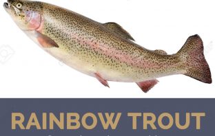 Rainbow trout facts and health benefits