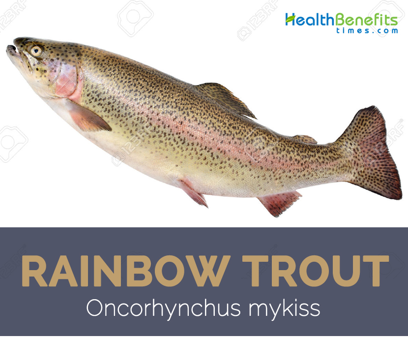 Rainbow trout facts and health benefits