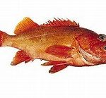Red stripe Rockfish