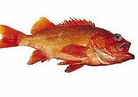 Red stripe Rockfish