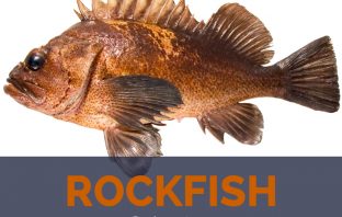 Rockfish facts and nutritional value