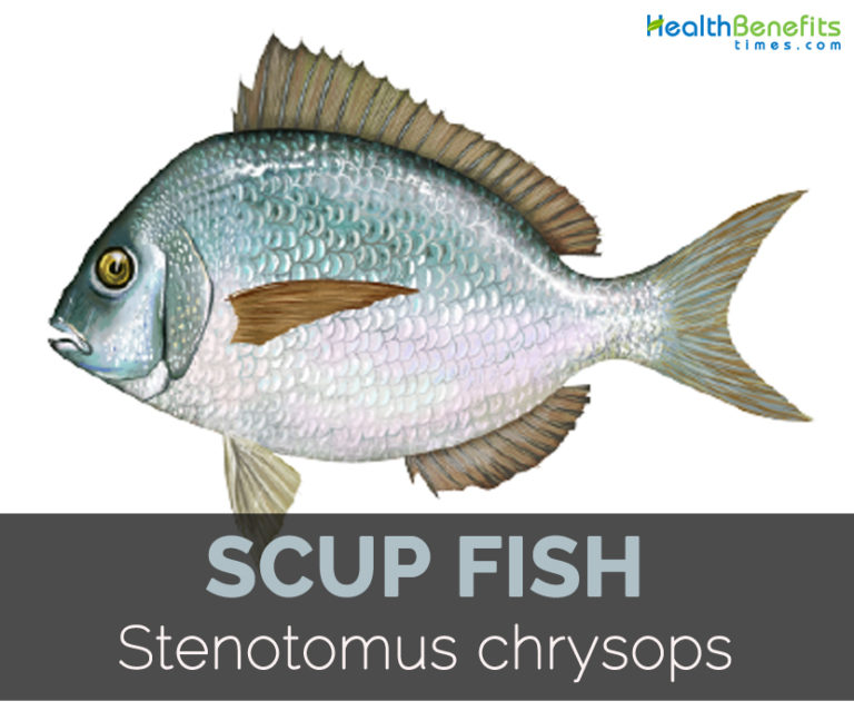 Scup fish Facts, Health Benefits and Nutritional Value