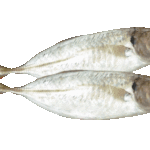 Short mackerel