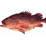 Shortraker Rockfish