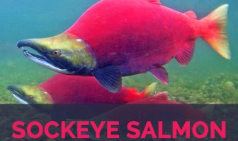Sockeye salmon facts and health benefits