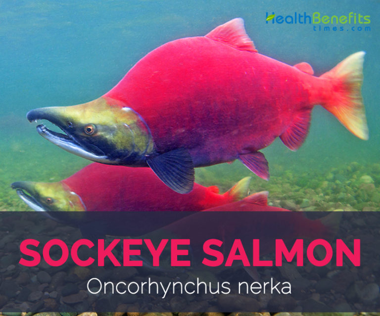 Sockeye Salmon facts and health benefits