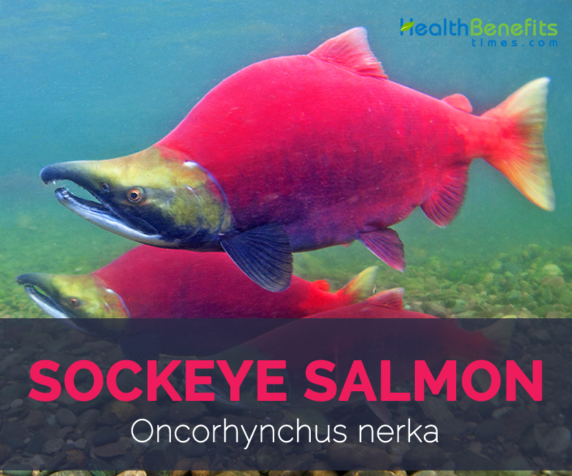 Sockeye salmon facts and health benefits