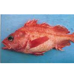 Splitnose Rockfish