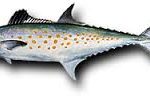 Spotted mackerel