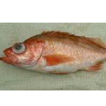 Stripe tail Rockfish