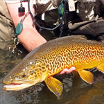 Tiger Trout 
