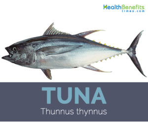 Tuna facts and health benefits