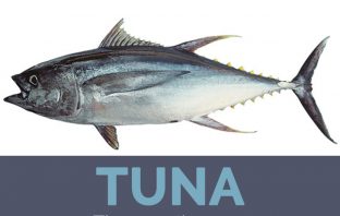 Tuna facts and health benefits