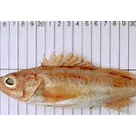 Pygmy Rockfish