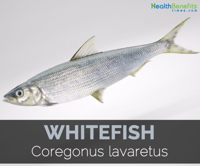 Whitefish Facts, Health Benefits and Nutritional Value