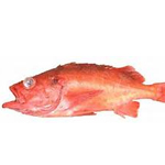 Yellow mouth Rockfish