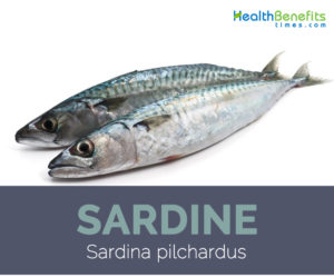 Sardine facts and health benefits