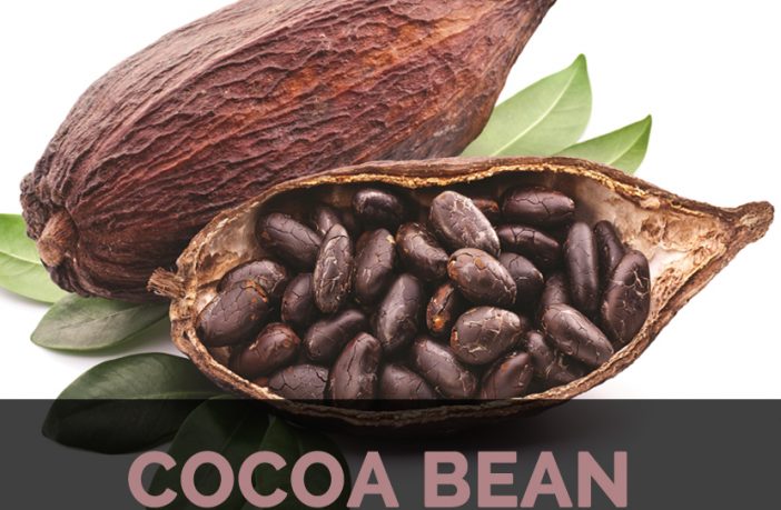 Cocoa Bean Facts Health Benefits And Nutritional Value