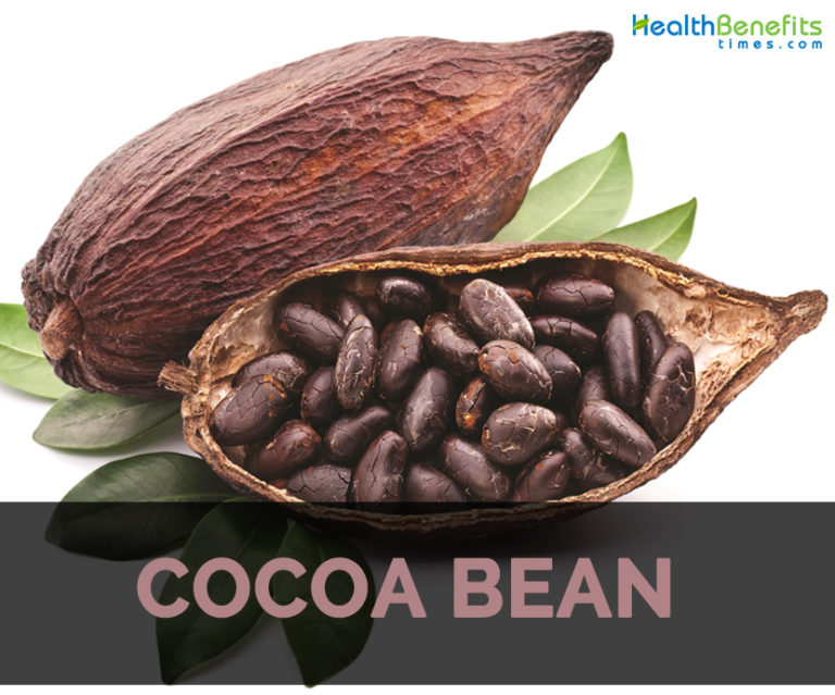 Cocoa bean Facts, Health Benefits and Nutritional Value