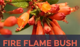 Fire Flame Bush facts and benefits
