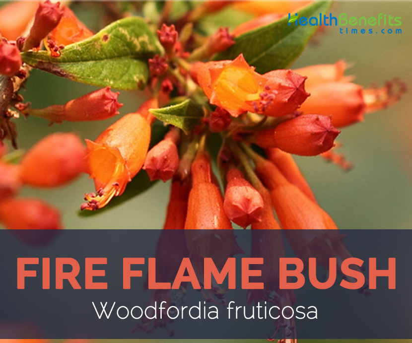 Fire Flame Bush facts and benefits