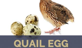 Quail facts and health benefits