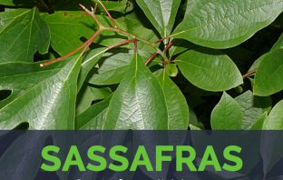 Sassafras facts and health benefits